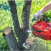 EI Gabilan Tree Service gallery