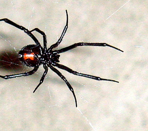 Black Widow Pest Control - West Jordan, UT