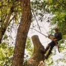 San Jose Tree Service & Landscaping - Tree Service