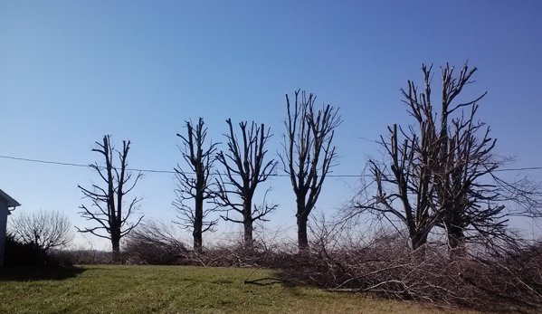 Hayden's tree service - glasgow, KY