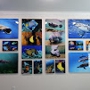 Underwater Photography Gallery