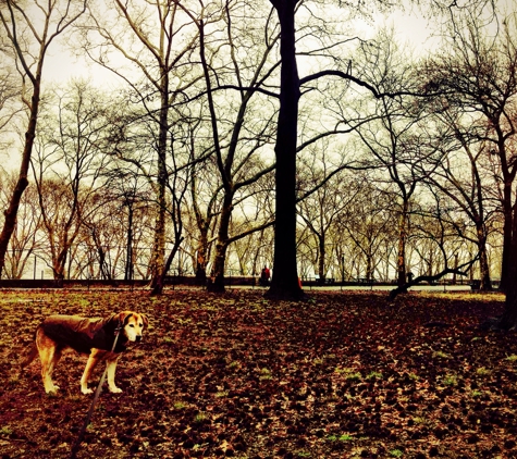 Swifto Dog Walking - New York, NY