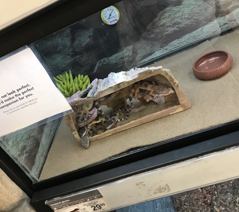 Petco Vaccination Clinic - Sanford, FL. the leopard gecko tank