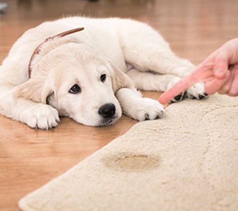 ZapDry Carpet Cleaning - Laramie, WY