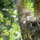 Graves & Sons Tree Experts, LLC - Tree Service