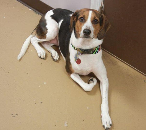 Pleasant Paws Day Spa - Mount Pleasant, SC