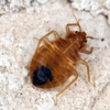 Thermal-Clean Bedbug Removal gallery
