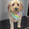 Broadmore Pet Retreat gallery