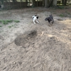 Honey Paws Dog Boarding gallery