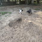 Honey Paws Dog Boarding