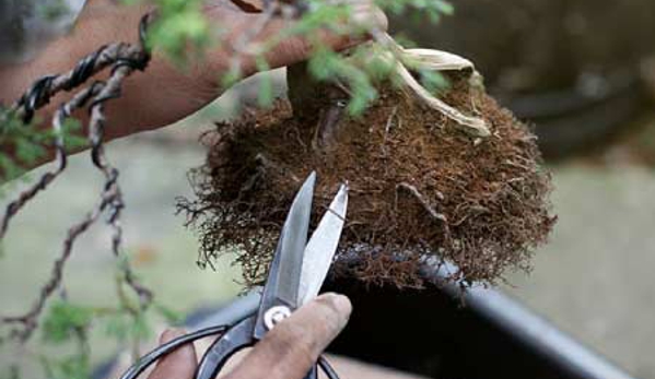 Ray Nesci Bonsai Nursery - Dural, NSW