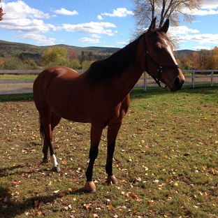 Masconette Farm - Horse Boarding - Carriage Driving - East Longmeadow, MA