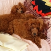 Marjo Poodles gallery