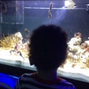 San Antonio Aquarium gallery