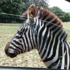 Harmony Park Safari Drive Thru