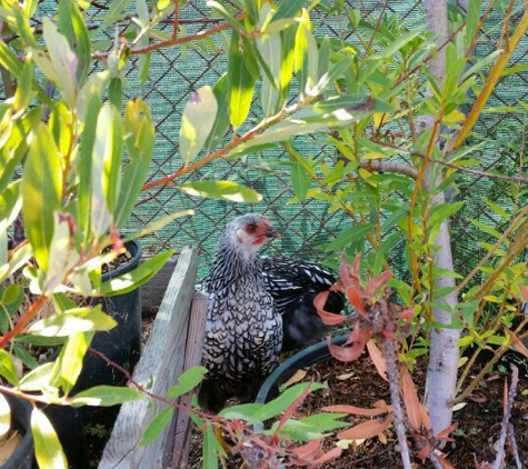 Bay Natives - San Francisco, CA