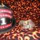 Firehouse Chihuahuas