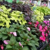 Countryside Nursery & Garden Center gallery