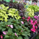 Countryside Nursery & Garden Center - Landscaping Equipment & Supplies