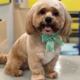 Well Groomed Pets - Henderson