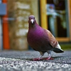 AZ Pigeon Control & Removal gallery