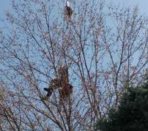 Mortensen Tree Service, Inc. - Centennial, CO