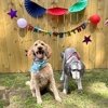 The Bark Haus gallery