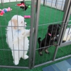 Puppy Pawties & Playtime gallery