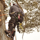 Mike's Tree Service