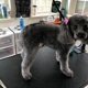 Owasso Dog Grooming by Sara