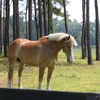 Silver Star Farm gallery