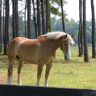 Silver Star Farm