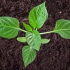 Scott Allred Paving & Topsoil