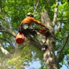 Integritree Tree Services gallery