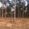 East Texas Land Clearing Pros gallery