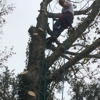 All-Timber Tree Service gallery