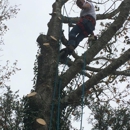 All-Timber Tree Service - Tree Service