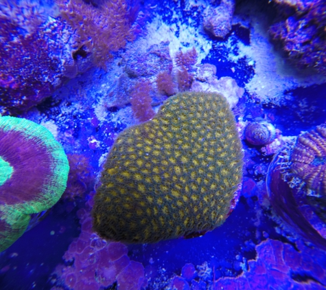 Saltwater Reef Shop Inc - Tulsa, OK