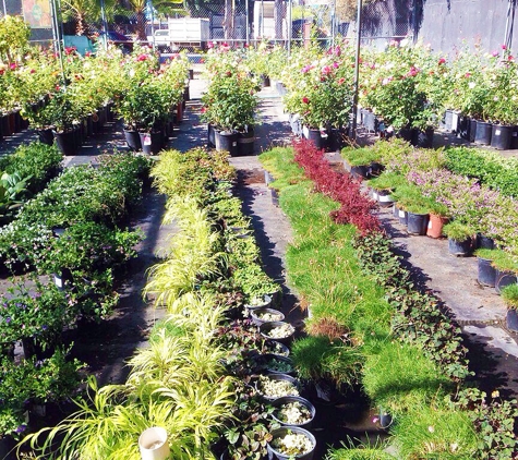 Central Wholesale Nursery - San Jose, CA