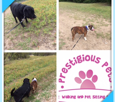 Prestigious Pets Dallas Dog Walking, Running and Pet Sitting Services - Dallas, TX