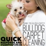 Bulldog Carpet Cleaning