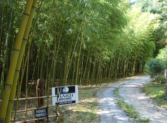 Haiku Bamboo Nursery - Hendersonville, NC