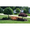 Mondragon Landscape & Gardening gallery