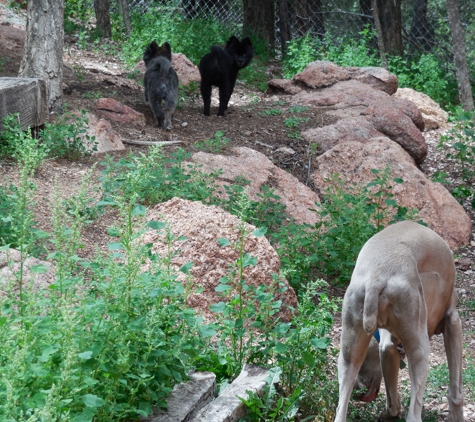 Doggie Kamp... with Cats on the Side - Woodland Park, CO. A Place to Play