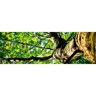 Irwin Clements Tree Service - Hobart, TAS