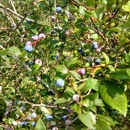 Hulings Blueberries & Farm Market - Farmers Market