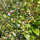 Hulings Blueberries & Farm Market