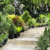 Fort Lauderdale Landscaping Company gallery