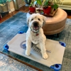 Dog Training Elite Northeast Ohio Facility gallery