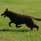 Georgia German Shepherds